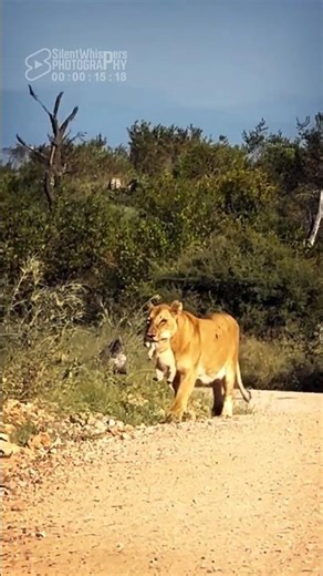 The Impossible Tiny Lion Cubs! 🦁 A Miracle at Mjejane