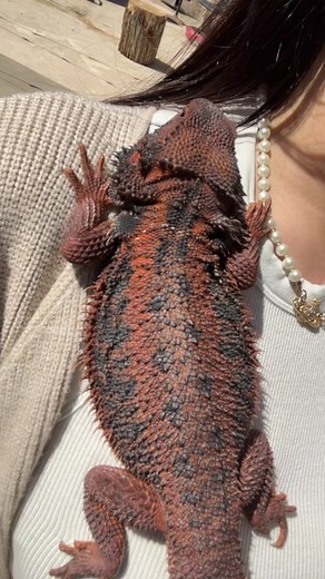 Meet the Longest Bearded Dragon!