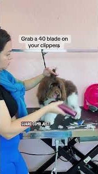 Why your teddy bear head flops | Havanese dog grooming tutorial for drop coats 🐶