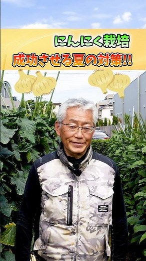 家庭菜園や農園のニンニク栽培で2024年成功の秘訣！夏から始める栽培準備とニンニクの育て方！【農家直伝】#shorts