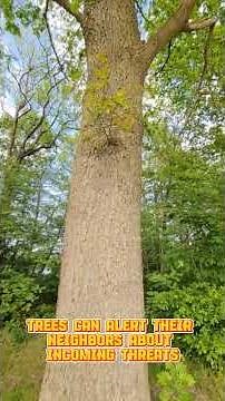 The Secret Language Of Trees