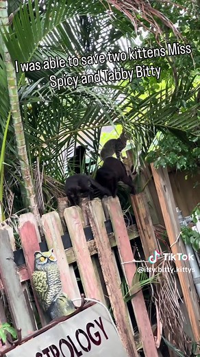 Itty Bitties Rescue: A Heartwarming Feline Tale