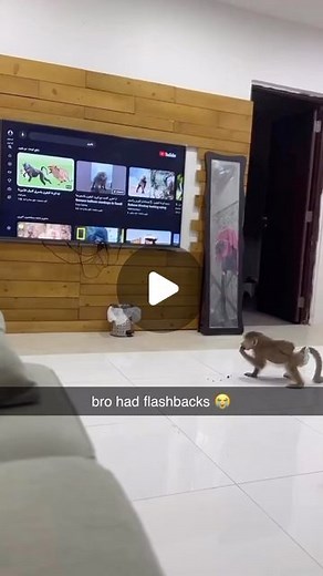 Memes on Instagram: "he doesn’t wanna go back 💀 • #monkey #monke #reel #meme #memes #viral"