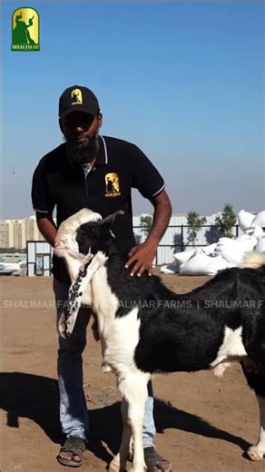 Sher-E-Hind Bloodline | Structure, Movement & Early Development | Shalimar Farms
