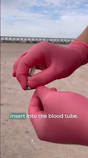 How Blood Vacuum Tubes Work in Cattle: Vet Student Guide