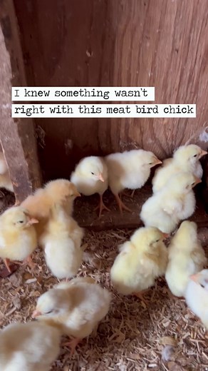 1.6M views · 5K reactions | When we brought our chicks home Friday...