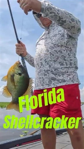 Florida Shellcracker Fishing! #shellcracker #fishing #bluegill #crappie #freshwaterfishing