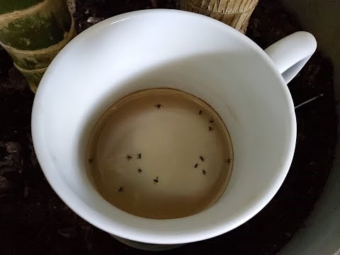How To Get Rid Of Gnats!
