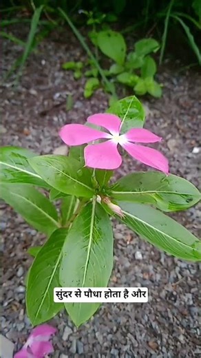 Periwinkle flower plant