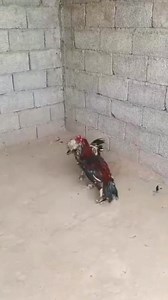 🔹 #Aseel 🔹 #AseelFighter 🔹 #AseelChampion 🔹 #AseelPower 🔹 #AseelRooster 🔹 #AseelFight 🔹 #AseelLover 🔹 #AseelWarrior 🔹 #AseelKing 🔹 #FighterRooster 🔹 #GameFowl 🔹 #RoosterFight 🔹 #StrongBloodline 🔹 #PakistaniAseel 🔹 #DesiMurgay 🔹 #ViralPost 🔹 #TrendingNow 🔹 #AnimalLover 🔹 #FarmLife | Pure Aseel