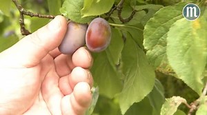 3.1K views · 44 reactions | Damit nicht Unmengen an Obst verrotten, dürfen sich die Bürger in Schierling an ausgewählten Bäumen bedienen. Die Initiative "gelbes Band" findet auch bei anderen Kommunen im Landkreis Regensburg Anklang. | Mittelbayerische | Facebook