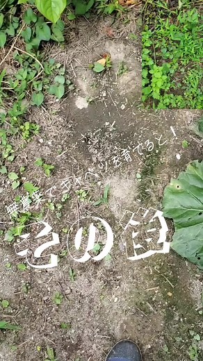 キャベツになった#家庭菜園#キャベツ#虫食い