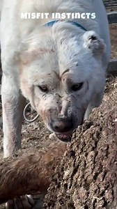 3.1M views · 37K reactions | This Dog Is So Strong Even Tigers Stay Away! #dogs #animals #alabaidog | MisfitDog | Facebook