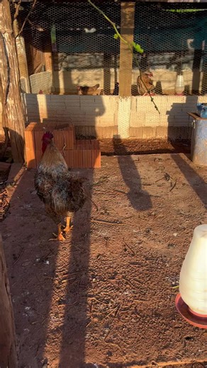 Exploring Diverse Chicken Breeds and Their Habits