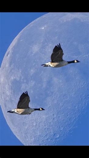 My camera setup for bird photography.