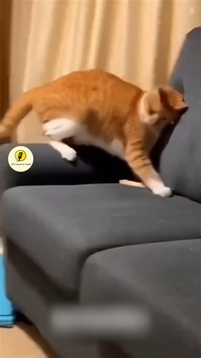 Cat vs. Mouse Prank Gone WRONG! 😂🙀 #shorts #funnycats