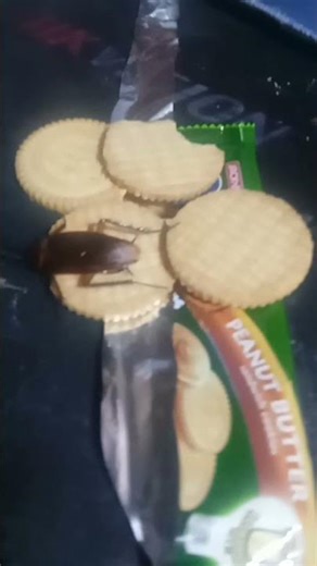 guys... why is the cockroach eating my biscuit bro༎ຶ⁠‿⁠༎ຶ༎ຶ⁠‿⁠༎ຶ