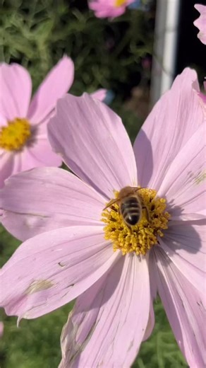 𝗕𝗲𝗲 𝗮𝗰𝘁𝗶𝘃𝗲 Prachtig weer, dus de bijen lieten zich weer even zien! Bijen vliegen niet als het koud is. Deze warme zonnige dagen helpen om nog snel wat pollen en nectar voor de winter binnen te halen. Gelukkig bloeit er bij ons nog vanalles en is er wat te halen. We duimen dat de volkeren dit keer de winter goed overleven. In de lente zullen we het weten. • • • #bijen #bee #beelife #honey #honeyhighway #bloemen #dracht #drachtplant #imker #boermetlust | Boer Met Lust