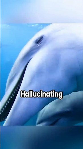 Dolphins Bully pufferfish to get High🤯 #facts #fish #sea #dolphin