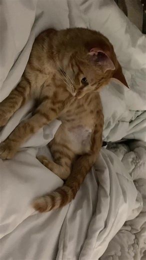 Sweet little Marmalade 🥹 I’m obsessed #bengalcat #disabledcat #tripodcat #kitty #catsoftiktok #cutie #clean #cat #orangecat #orange #cuddles