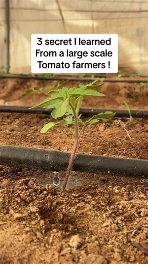Secrets to Growing Abundant Tomatoes: Tips from Professional Growers