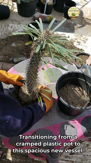 Repotting my Madagascar Palm: Step-by-Step 🪴