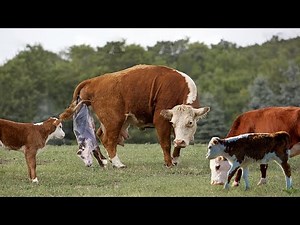 How Do Hereford Cows Give Birth At The Farm