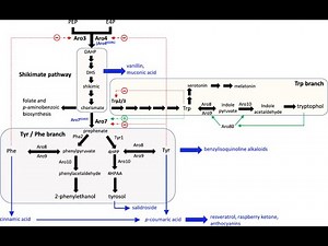 Metabolic pathway for aromatic amino acids ; Shikimate Pathway, Phenylalanine, Tryptophan & Tyrosine