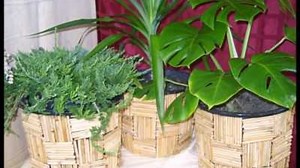 Варианты, как украсить цветочный горшок. Как украсить горшок своими руками