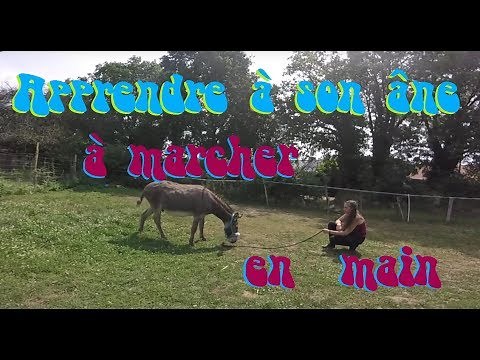 Tuto éducation n°2 : Apprendre à son âne à marcher en main