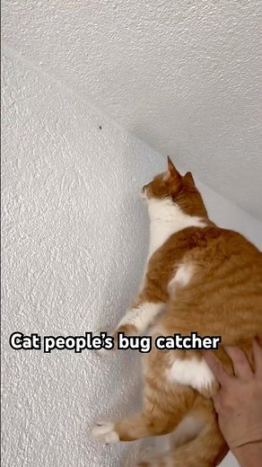 Can’t spell Catcher w/o Cat😼 #dailymeowzas #cat #catshorts #funnycats #funnycatvideos #catlovers