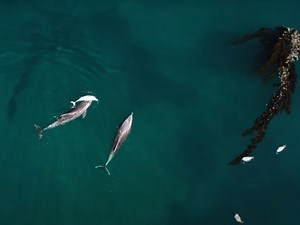 Mother Dolphin Carries Dead Baby On Her Back (Video)