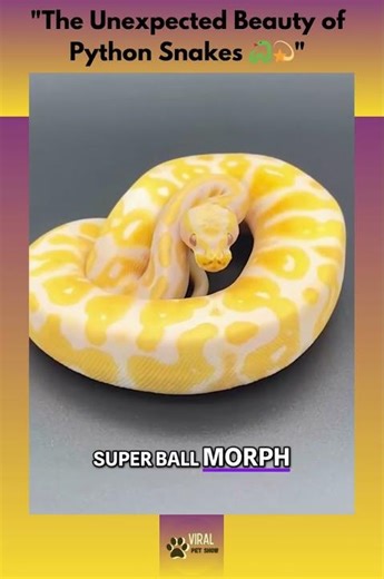 🐍💫 "The Unexpected Beauty of Python Snakes 🐍💫"