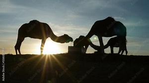 Silhouettes of camels (dromedary) eating at sunrise in the desert. At Erg Chebbi, Merzouga, Morocco. 4k footage.