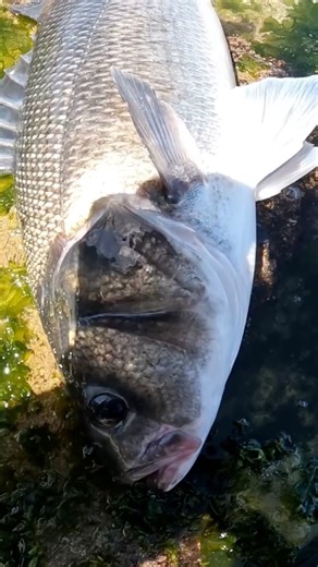 Fisherman Vlog on Reels