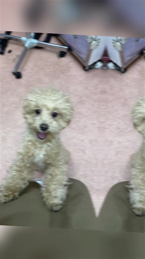 ペットショップマジックタッチです🐶🐾 お次の可愛いわんちゃんはMIX犬のからあげ君🤎 シャンプーカットのコースでご来店頂きました✂️✨️ いつも本当に人懐っこくて元気いっぱいなからあげ君❤️ とても甘えん坊さんで、遊んで〜と沢山アピールしてくれるんです😍❤️ᩚ トリミングもとってもお利口さんに最後まで頑張ってくれました💗 お写真も、ちょうどあくびしている可愛い姿が撮れました🥱💓 ⁡ ⁡ ⁡ ペットショップマジックタッチ ⁡愛知県名古屋市中区門前町1-7 0523222481 #犬 #猫 #MIX犬 #シャンプー #カット