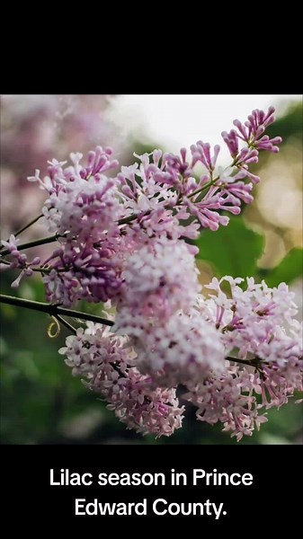 Pebbles Beach Resort on TikTok