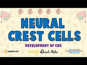 Development of CNS | Neural Crest Cells | Genetics of Congenital Abnormalities