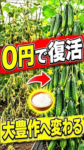 止めて！肥料のやりすぎ→花落ちの悲劇。『収穫5倍』の秘訣 (0円) | The $0 Garden Secret for 5× More Cucumbers & Tomatoes