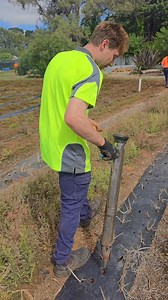 9.1K views · 43 reactions | Hey Guys, ever wonder how Huntley Berry Farm plants its pumpkins? Well, the super secret answer is one at a time - what a colossal job, right? Don't forget the farm is Not open weekends for now, but you can still swing by and grab a Christmas gift on weekdays only.    | Huntley Berry Farm | Facebook