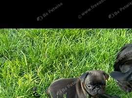 Chocolate and Black pug puppies Oxford