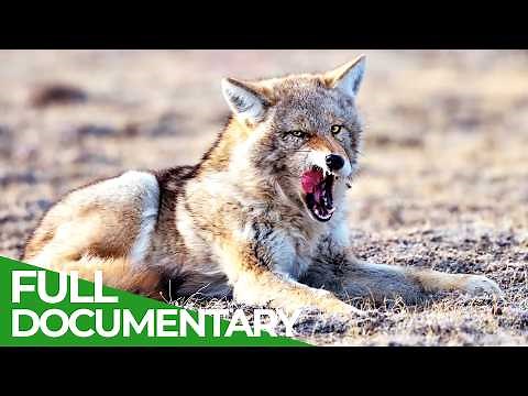 True Wilderness: The North American Prairie | Free Documentary Nature
