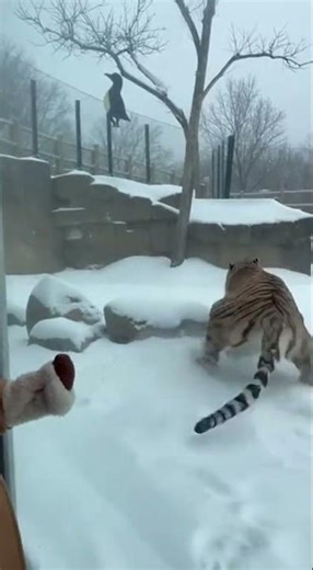 The Day the Siberian Tiger Forgot How to Walk on Ice