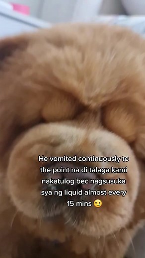 Mga Sanhi ng Pagsusuka ng Aso at Mga Dapat Gawin