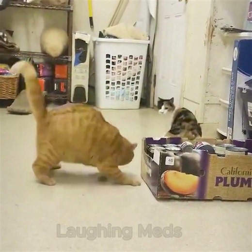 Cats being Cats