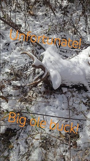 Poor buck! look for your deer! ##whitetailbuck #deer #fypシ #fypシ゚viral #buck #monster