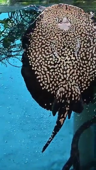It is no wonder how the polka-dot stingray got its name- it is covered in black and white polka dots! This spotted pattern acts as camouflage in their natural habitat of the Xingu River basin in Brazil. #Stingray #PolkaDotDay #NationalPolkaDotDay