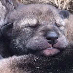 55K views · 5K reactions | Your moment of critically endangered cuteness. Red wolf pup cooing ❤️ (Sound on!) #redwolf32 | Wolf Conservation Center | Facebook