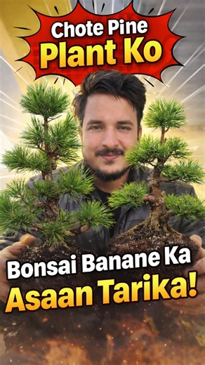 Gaurav Shrivastav|Gardening|Daily Vlogs|Diy on Instagram: "Chote pine plant ko bonsai banana itna easy! 🌲 Beginner ho to ye method zaroor try karo . . #pine #bonsai #bonsaitree #pinebonsai #mittiilok . [ pine bonsai, bonsai making, bonsai for beginners, pine plant care, bonsai tutorial, gardening india, bonsai at home, plant reel, bonsai tips, gardening reels ]"