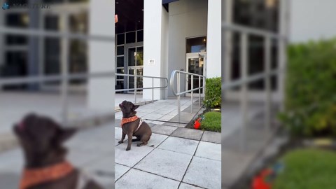 NACETURE Dog Tie Out Stake - Stainless Steel Heavy Duty Dog Stake for Outside, Dog Anchor for Small Dog Up to 20 lbs